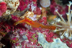donald duck shrimp by Todd Moseley 